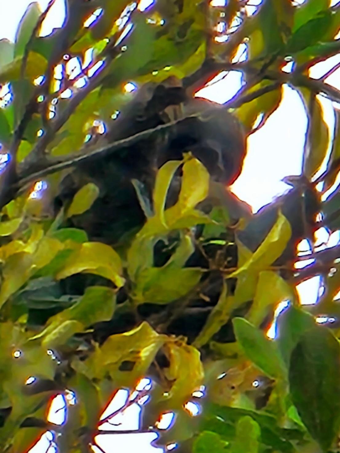sloth in a tree